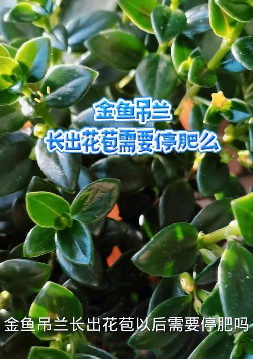 如何处理金鱼花吊兰腐烂问题（教你有效应对金鱼花吊兰腐烂的情况，保持植物的健康生长）