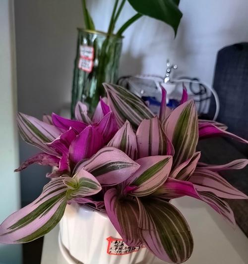 红花吊兰的养护与繁殖技巧（打造绿意盎然的室内花园，红花吊兰带你走进植物养护的乐园）