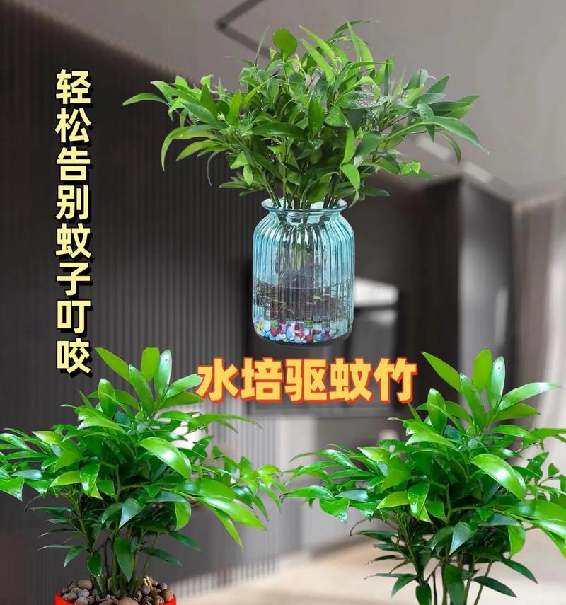 室内养竹子叶子怎么才能绿（打造翠绿盛景的竹子养护秘籍）