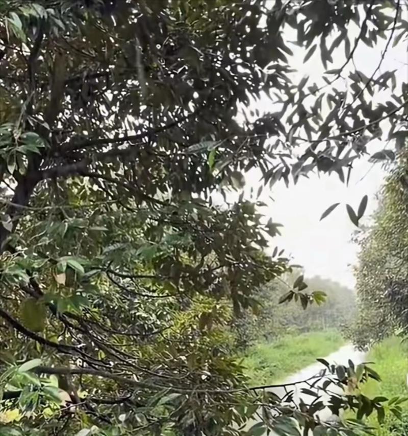 榴莲生长条件与特点剖析（探究榴莲生长环境条件及其特点，了解榴莲的习性和成长要求）