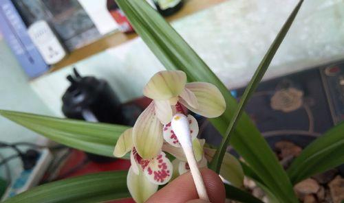 兰花授粉时间与方式方法详解（如何正确进行兰花授粉？——掌握这些方法让你轻松拥有漂亮的兰花）