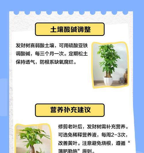 冬天发财树黄叶怎么挽救？（探索有效方法，让冬季发财树重新绿意盎然）
