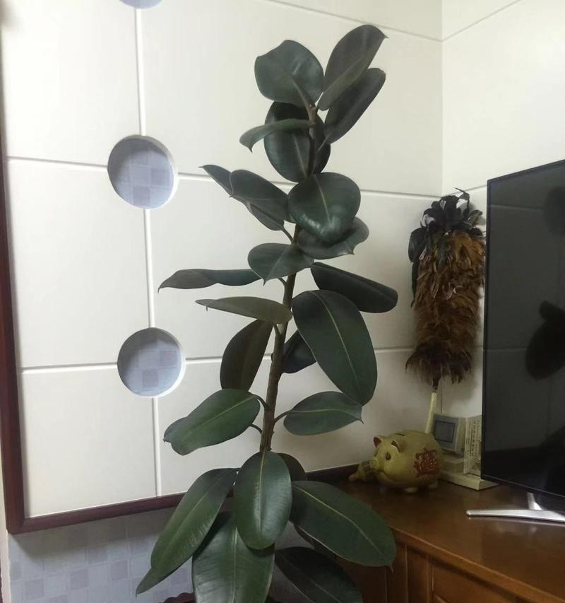 橡皮树的生存之道（探索橡皮树适应环境的秘密）