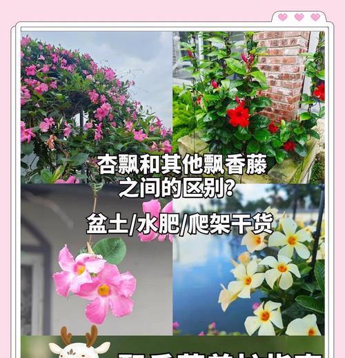 以飘香藤怎么绑？（让您的藤蔓更加美观、有序。）