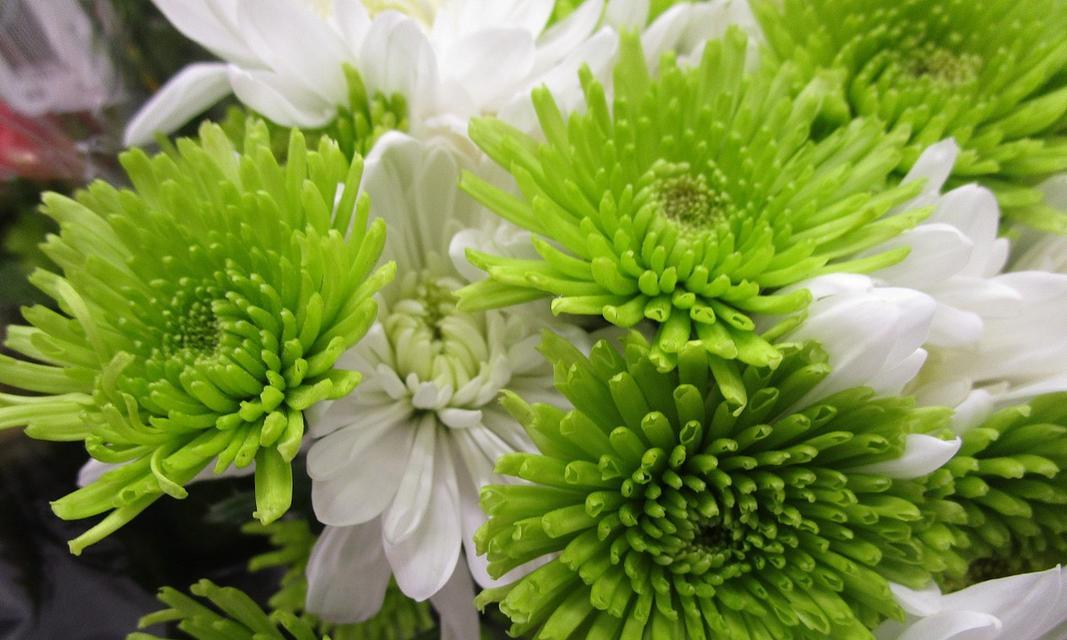 绿菊一年开几次花？（探究绿菊开花的季节及养护技巧）