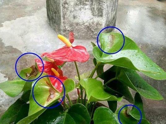 红掌叶子发黄的补救方法（挽救红掌叶子的健康与美丽）