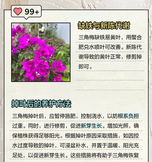 三角梅底温落叶处理方法（保护三角梅底温，避免落叶现象）