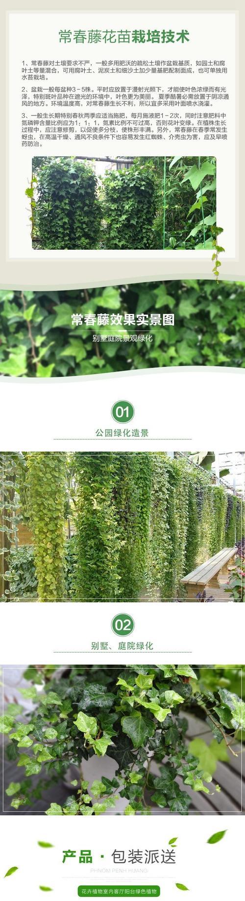 爬山虎（探索爬山虎的独特攀爬能力与特性）
