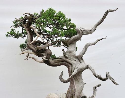 树桩盆景如何让根变得更粗（通过合适的修剪和养护方法，让树桩盆景的根部更加粗壮）