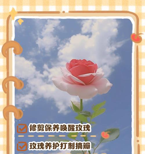 玫瑰花叶子蔫了怎么办（从土壤、养护、防虫、修剪等方面，全方位解决玫瑰花叶子蔫的问题）