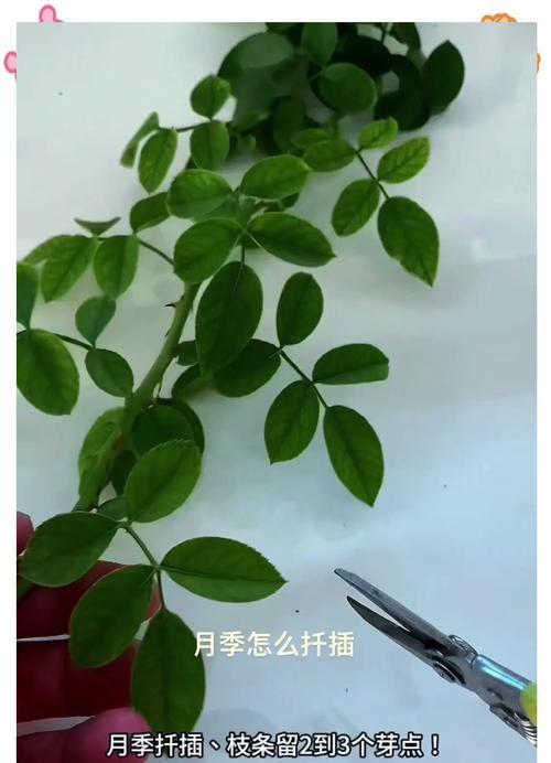 用11月底的时节扦插月季，让美丽盛开延续到明年春天