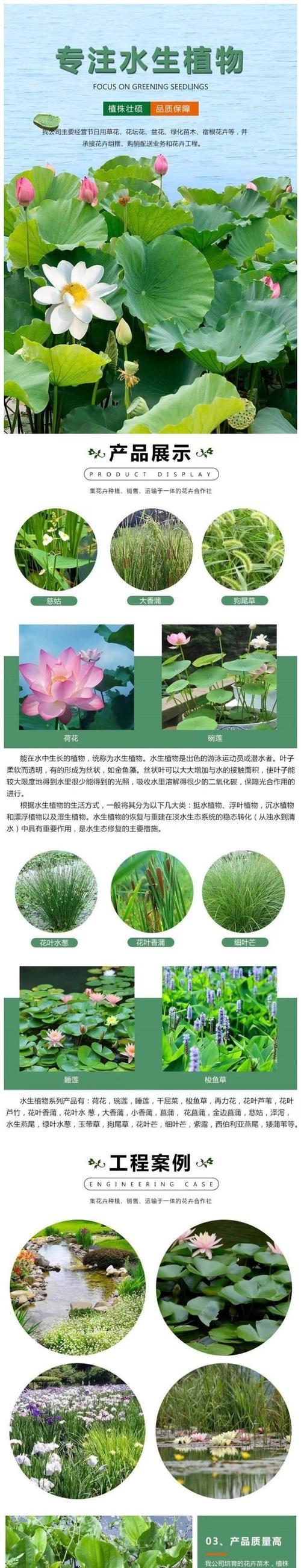 千屈菜的生态习性及水生属性(深入解析千屈菜的生长环境与生物特征,揭秘其真正的生态归属)