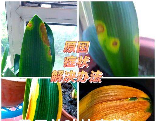 啤酒擦拭引发的君子兰叶子黄化问题及应对方法（探讨君子兰叶子黄化原因与修复技巧）