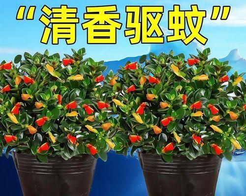 金鱼吊兰开花时间及护理技巧（了解金鱼吊兰花期，打造绿色生活之美）