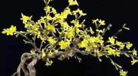 迎春花的养护与管理技巧（打造迎春花的理想生长环境，让其持续绽放美丽）