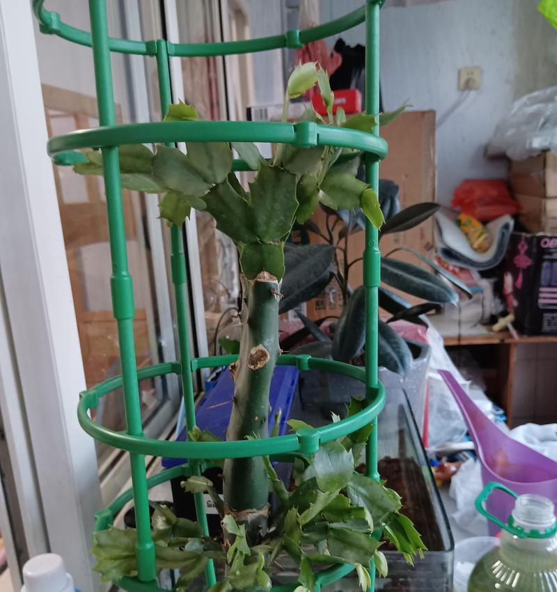 如何修剪以嫁接的蟹爪兰以促使其快速生长（掌握修剪技巧，使以嫁接的蟹爪兰茁壮成长）