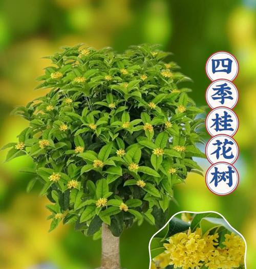 探秘桂花开花时间及花期（桂花开花季节、桂花开花月份、桂花花期）