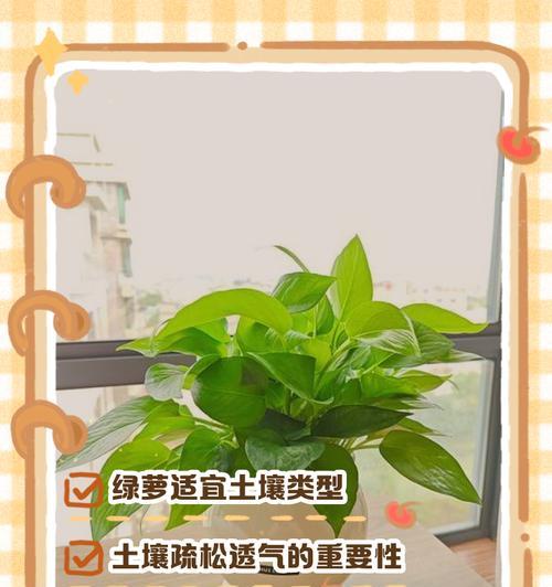 绿萝的种植与养护秘籍（打造健康繁茂的绿萝，让家居充满生机）