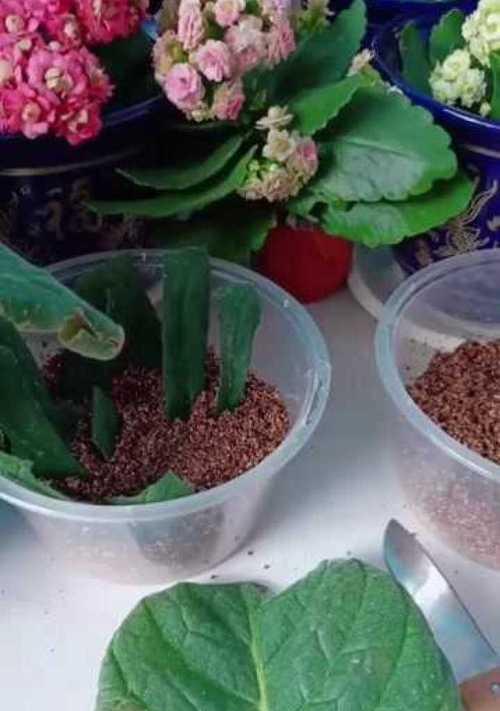 以夫容花的种植方法及养护技巧（打造美丽花园的秘密武器）