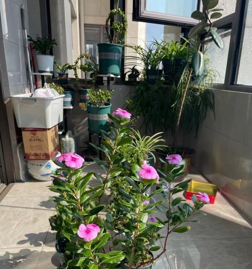 长方花盆适合养什么花？（选择适合的花种，让花盆成为您家的点缀）