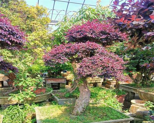 红花继木盆景制作之美丽艺术（探秘红花继木盆景的魅力与制作技巧）