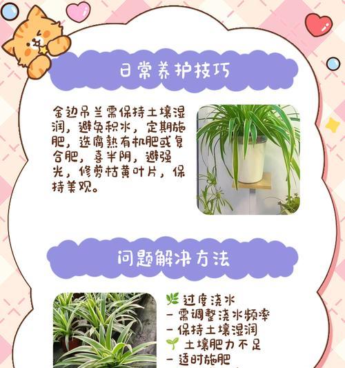 吊兰的施肥技巧（学会科学施肥，让吊兰更加健康茂盛）