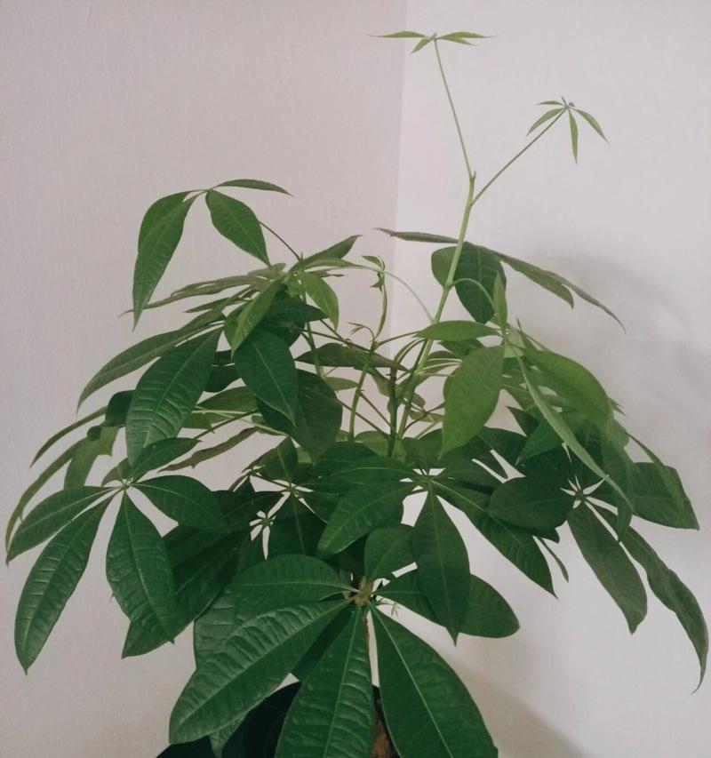 发财树叶子修剪的技巧与注意事项（打造茂盛繁荣的发财树——从修剪叶子开始）