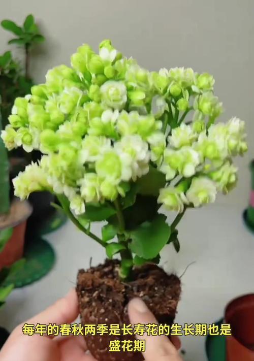 长寿花叶子尖黑了，怎么办？（保护长寿花叶子健康的方法以及处理黑叶子的技巧）