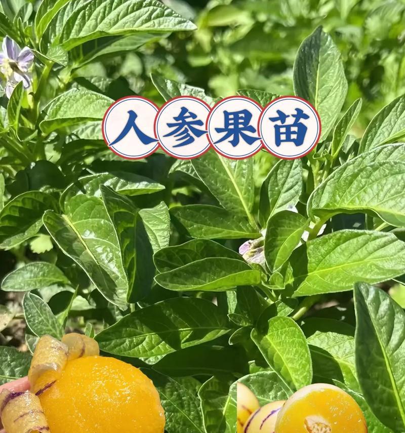 人参果种植技术(掌握人参果种植技术,享受丰收的喜悦)