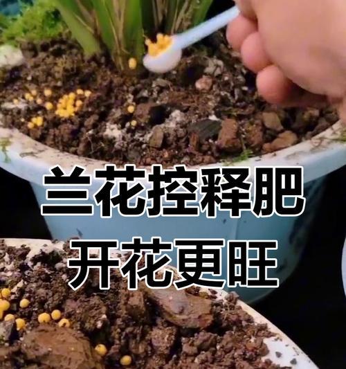 兰花的肥料：选择正确的兰花肥，让你的兰花茁壮成长