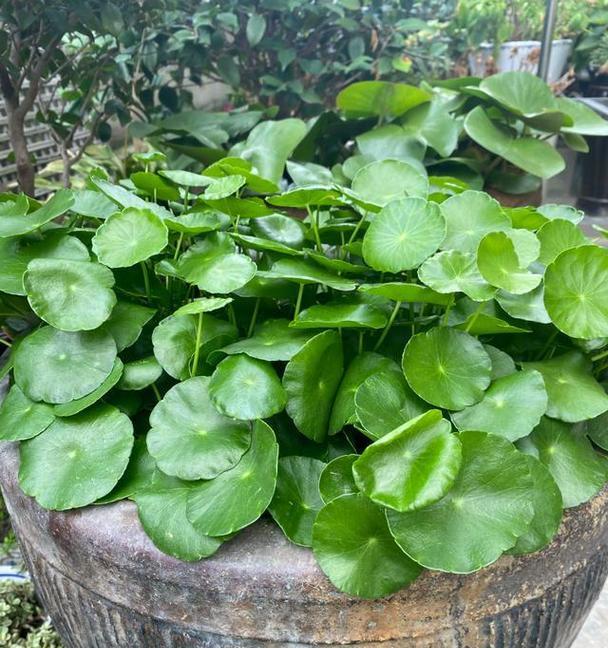 金钱草（探索金钱草的历史、特性及其对财富的象征意义）