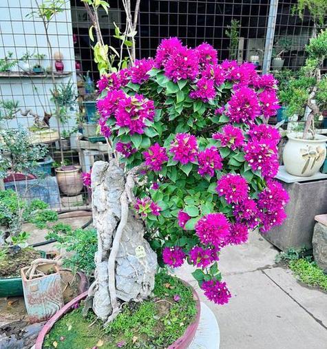三角梅怎样才能多开花？（掌握关键技巧，让三角梅盛开如花）