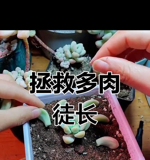 以徒长的多肉怎么控？（打造健康多肉的秘诀与技巧）