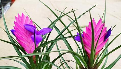 金铃花是否适合冬季种植？（探究金铃花的冬季生存能力）