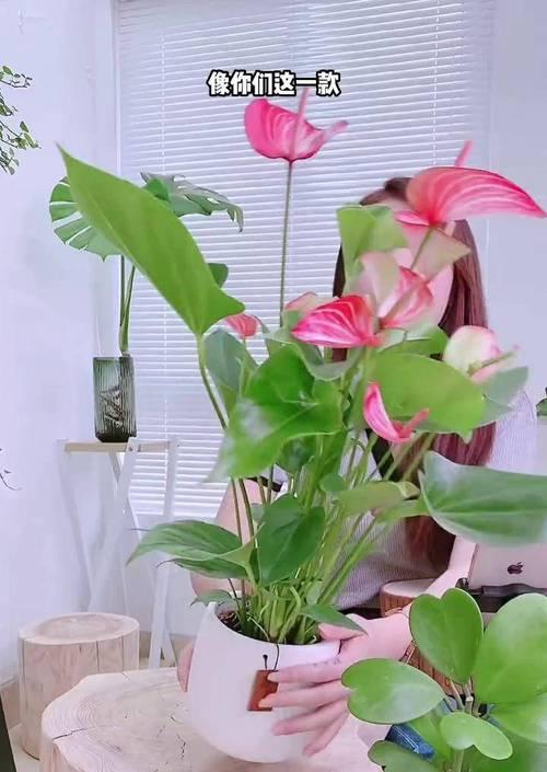 以粉掌花变绿的原因及处理方法（了解粉掌花的需求，帮助它恢复绿意）