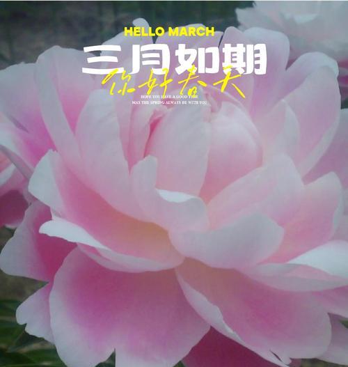 芍药花的花语——解读芍药花的神秘意义（探究芍药花的神秘花语，了解它所代表的含义和象征）