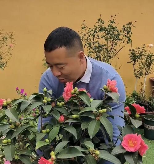 如何处理茶花黄叶问题（保持茶花健康的关键措施）
