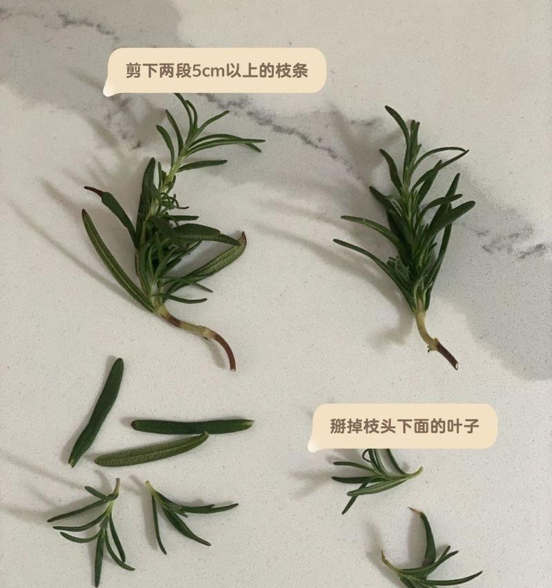 迷迭香繁殖方法与注意事项（如何快速种植健康的迷迭香？——）