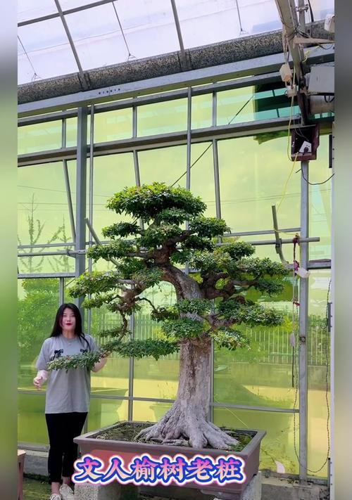 挖掘榆树老庄（重返过去，探寻榆树老庄的神秘）