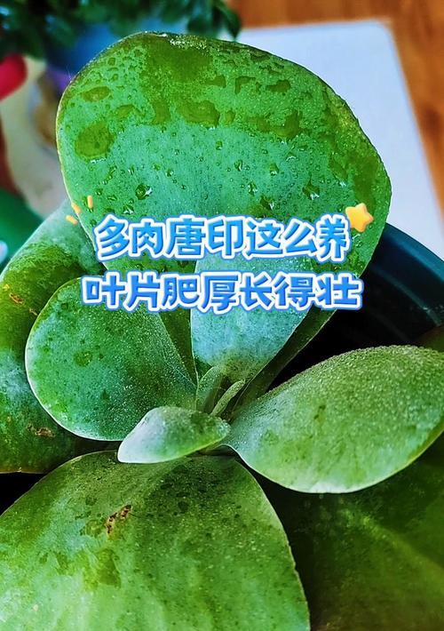 多肉唐印的冬季养护秘籍(打造健康多肉唐印,从冬季养护开始)