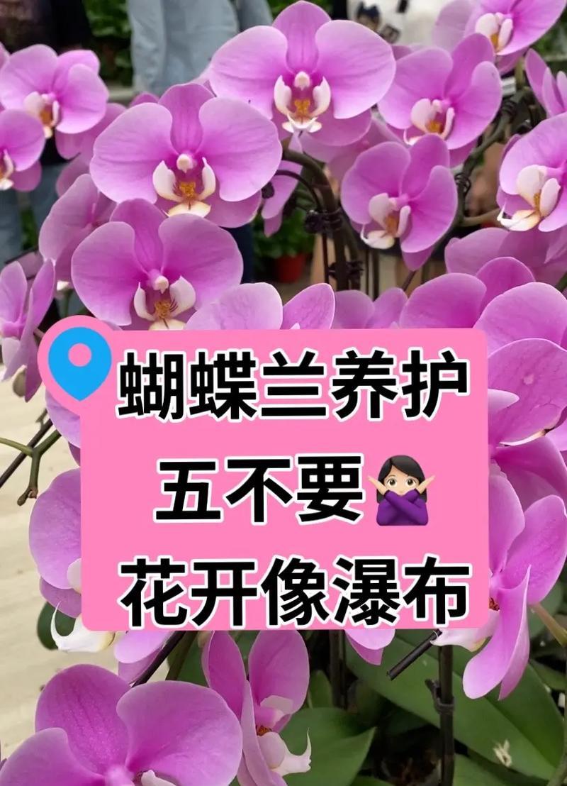 如何让蝴蝶兰开花（室内蝴蝶兰养殖的技巧与方法）