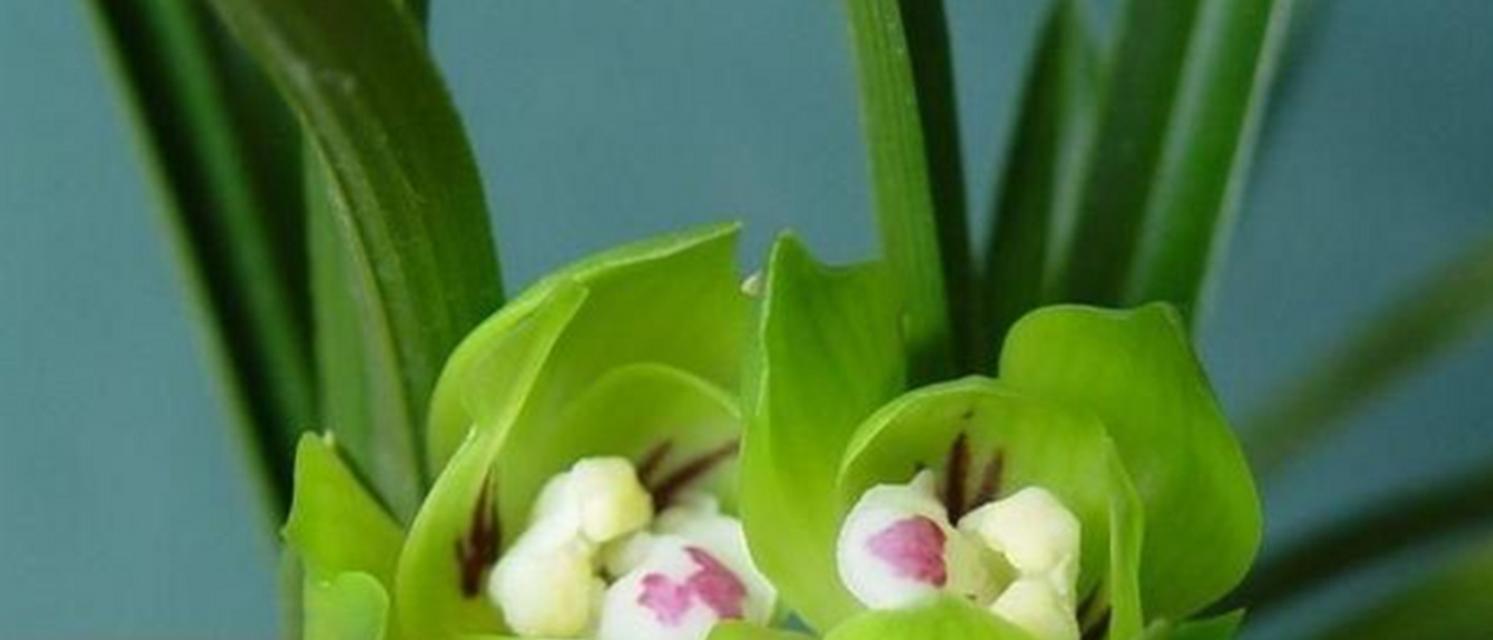 如何正确养护碧绿花（一起来了解碧绿花的养护技巧吧！）