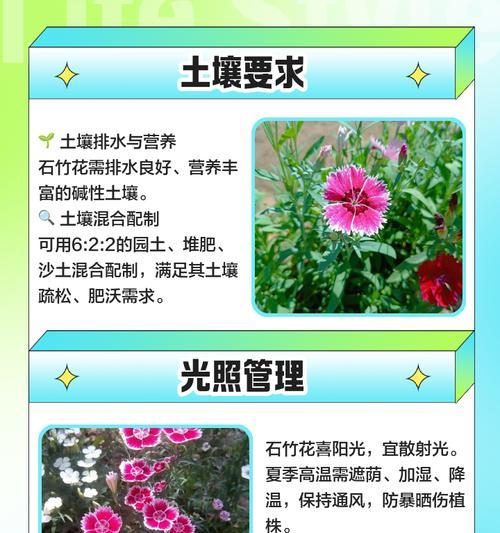 如何养护石竹梅花束（关键步骤、技巧和注意事项）