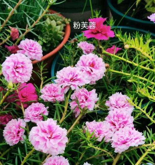 如何让家里没人时花卉不死（室内花卉存活的秘诀，家里没人也无忧无虑）