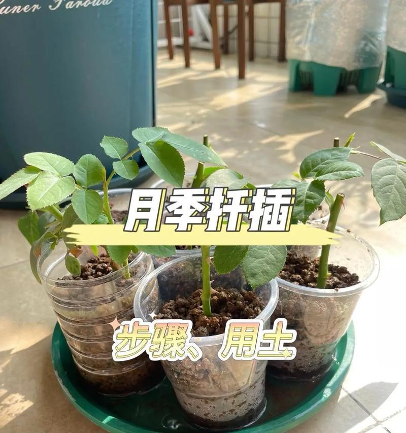 满天星扦插的种植技巧与注意事项（打造花坛美景，轻松种植满天星花）