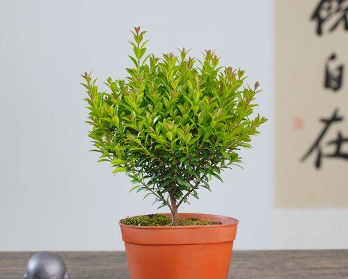金丝楠木盆栽的养护方法(一种高雅、神秘和珍贵的盆栽)
