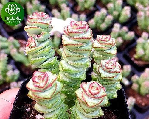 探索肉肉花的种植技巧（打造美丽花园的秘密武器）