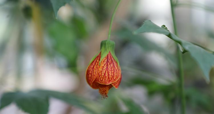 金铃花叶黄的成因和症状分析（探究金铃花叶黄的原因及其对植物生长的影响）