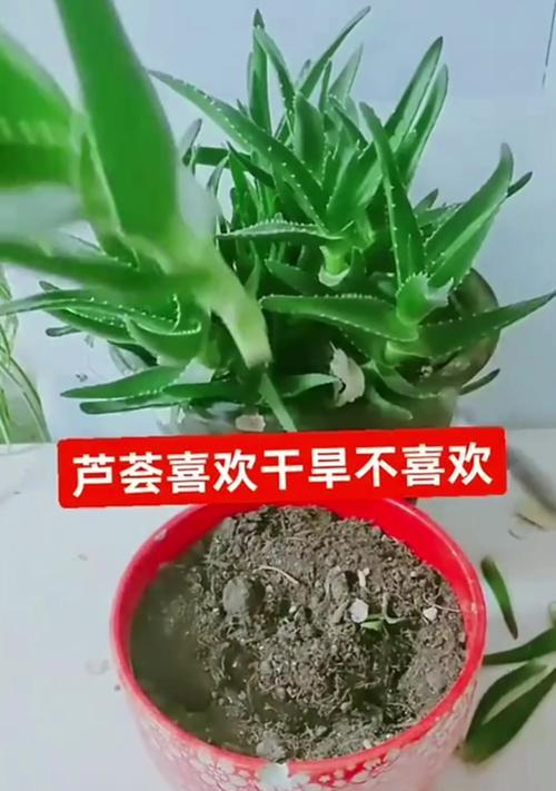 以芦荟浇水到心上的护肤法则（解锁青春肌肤的秘密，芦荟水的多重功效）