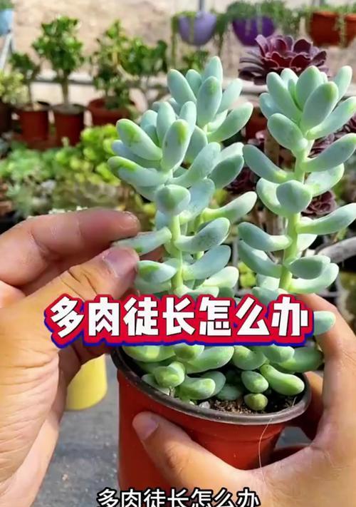 多肉修剪技巧(掌握关键步骤,打造高大茂盛的多肉花园)